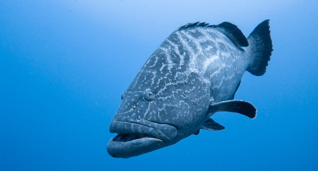 Florida Grouper Season Opens