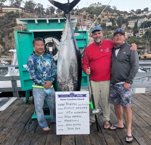 bluefin igfa
